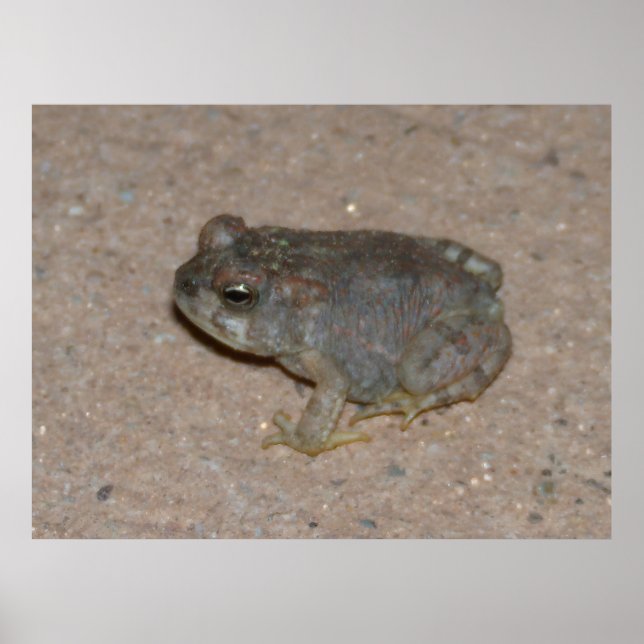 Tiny Toad Poster (Framsidan)