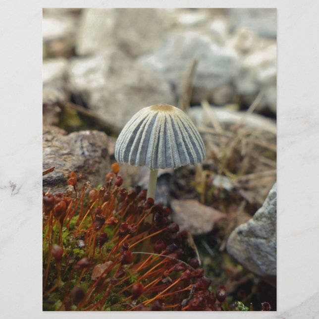 Tiny Toadstool (Framsida)
