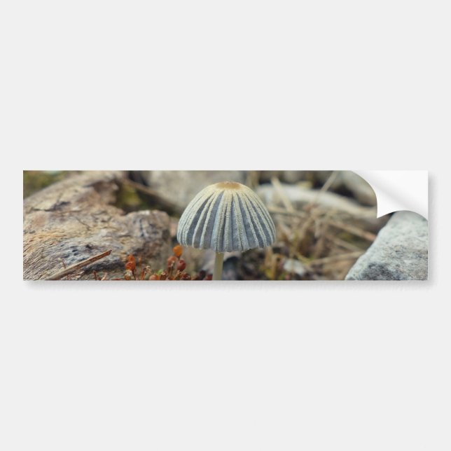 Tiny Toadstool Bildekal (Framsidan)