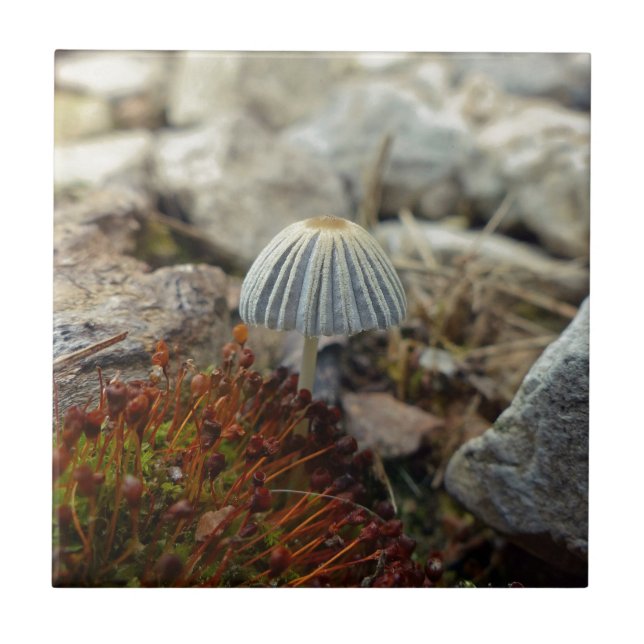 Tiny Toadstool Kakelplatta (Framsidan)