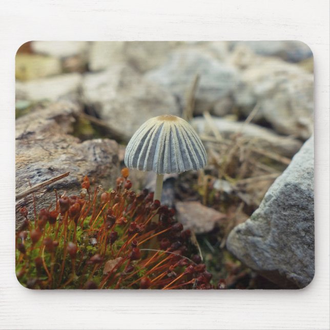 Tiny Toadstool Musmatta (Framsidan)