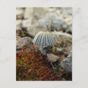 Tiny Toadstool Vykort