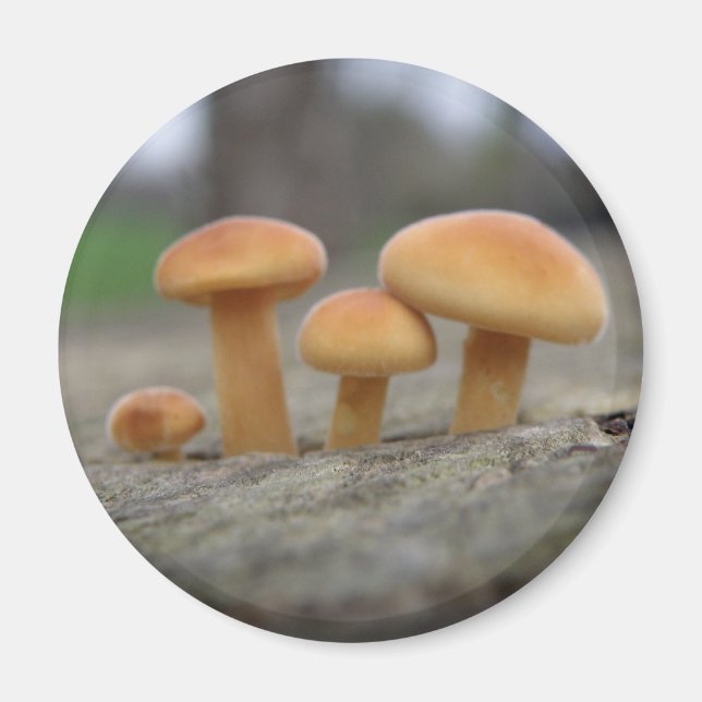 Tiny Toadstools Macro Magnet (Framsidan)