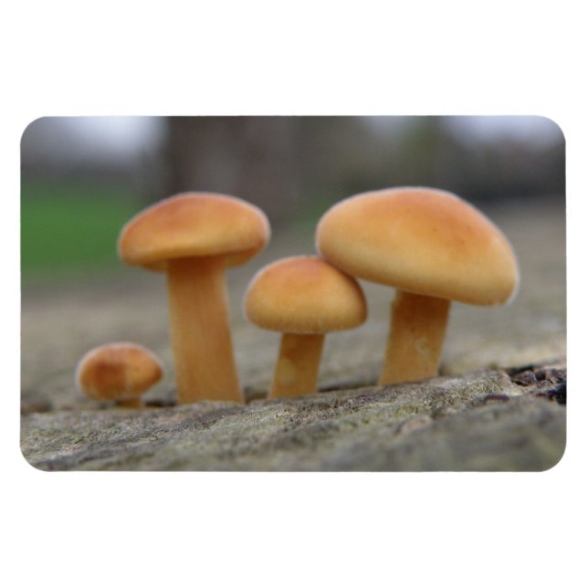 Tiny Toadstools Macro Premium Magnet (Horisontell)
