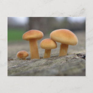 Tiny Toadstools Macro-vykort Vykort