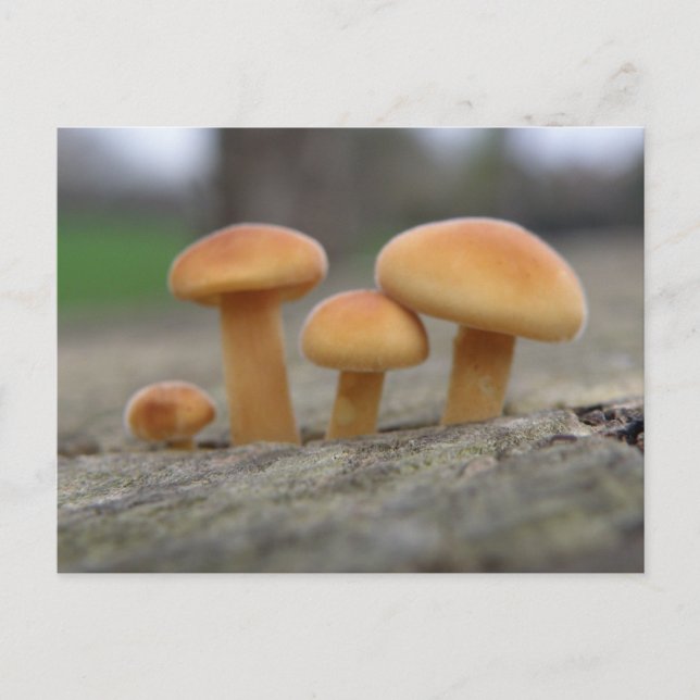 Tiny Toadstools Macro-vykort Vykort (Framsida)
