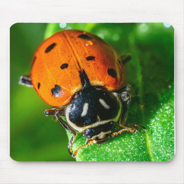 Tiny Traveler: Ladybug on a Leaf Musmatta (Framsidan)