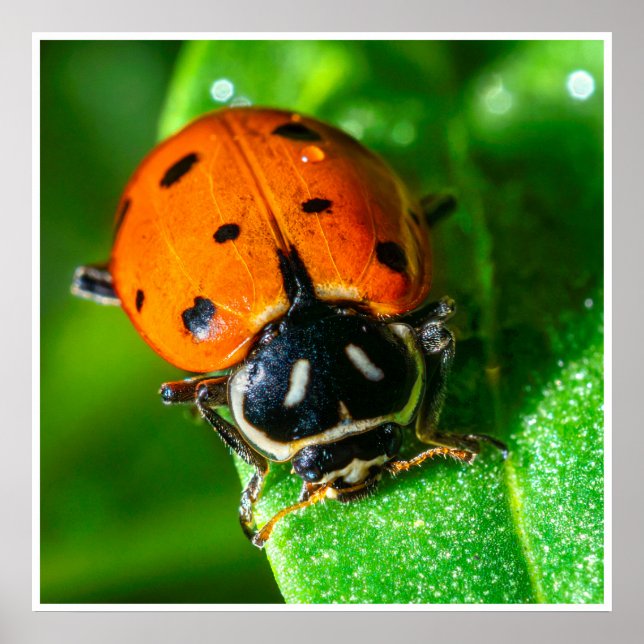 Tiny Traveler: Ladybug on a Leaf Poster (Framsidan)