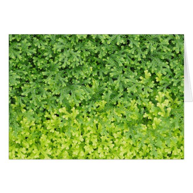 Tiny tropical fern hälsningskort (Framsidan Horizontal)