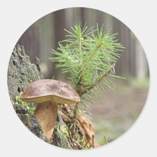 Tiny Vild Mushroom Runt Klistermärke