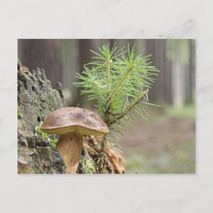 Tiny Vild Mushroom Vykort