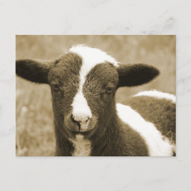 Tiny Vykort (Framsida)