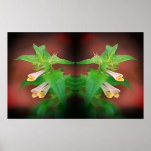 Tiny White Wildblomma Close Up Spegel Abstrakt Poster