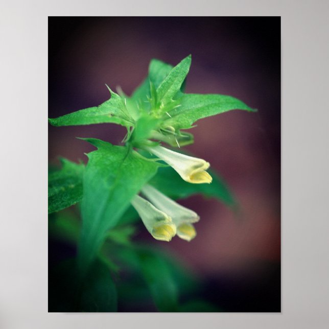 Tiny White Woodland Wildblomma Close 2 Poster (Framsidan)