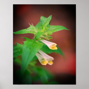 Tiny White Woodland Wildblomma Close Poster