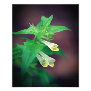 Tiny White Woodland Wildblomma Close Up 8x10 Fototryck