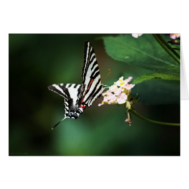 Tiny Zebra Card OBS Kort (Framsidan Horizontal)
