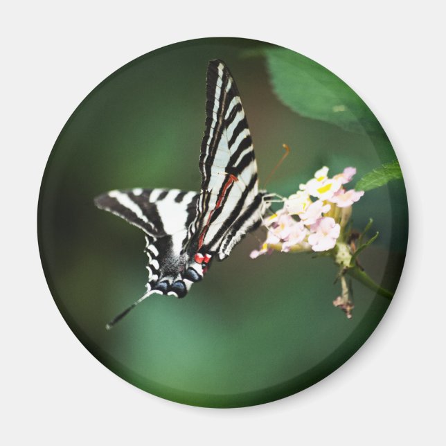 Tiny Zebra Magnet (Framsidan)