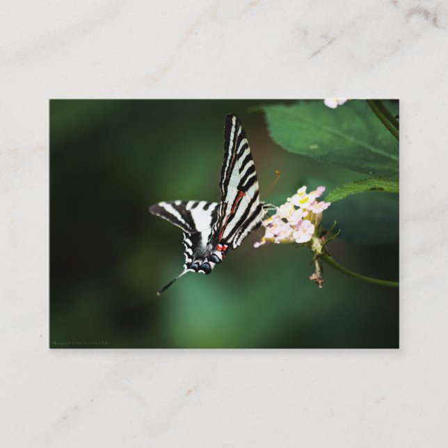 Tiny Zebra Mini Print Visitkort (Framsida)