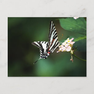 Tiny Zebra Postcard Vykort