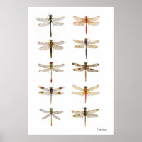 Tio Dragonfly Species