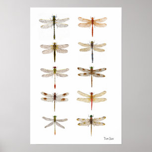 Tio Dragonfly Species Poster