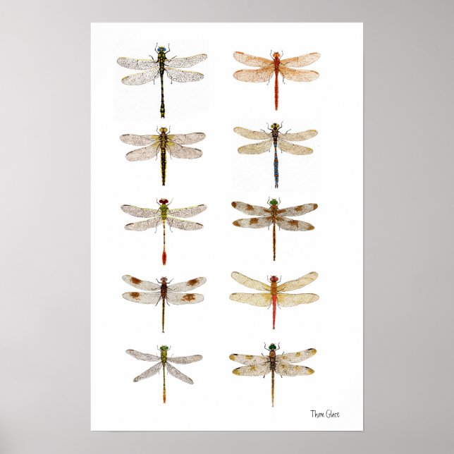 Tio Dragonfly Species Poster (Framsidan)