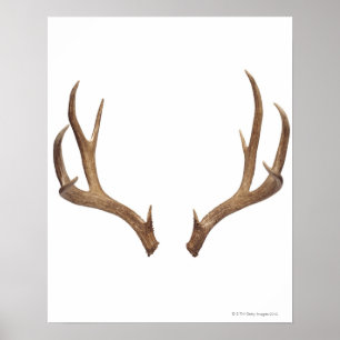 Tio Point Hjort Poster