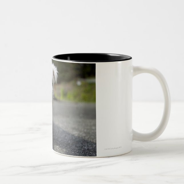 Tio vecka gammal kvinnlig västra höglands- terrier Två-Tonad mugg (Höger)