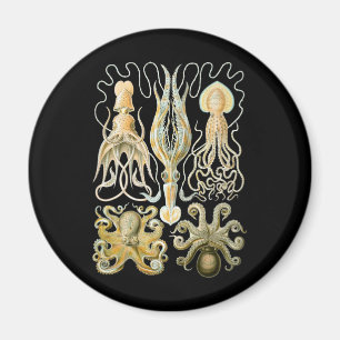 Tioarmad bläckfisk & bläckfisk magnet