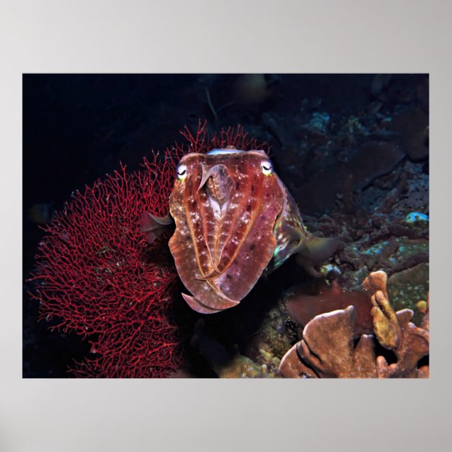 Tioarmad bläckfisk i Gilis Poster (Framsidan)