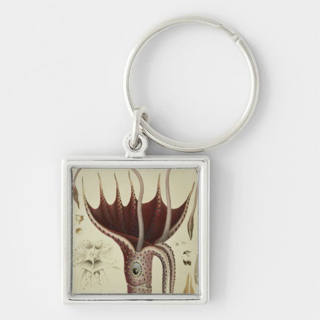 Tioarmad bläckfisk Pl.2 från 'Histoire Naturelle Fyrkantig Silverfärgad Nyckelring (Framsidan)