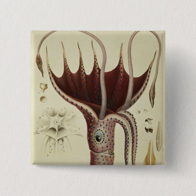 Tioarmad bläckfisk Pl.2 från 'Histoire Naturelle Knapp (Framsida)