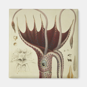Tioarmad bläckfisk Pl.2 från 'Histoire Naturelle Magnet