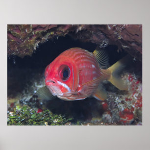 Tioarmad bläckfisk poster