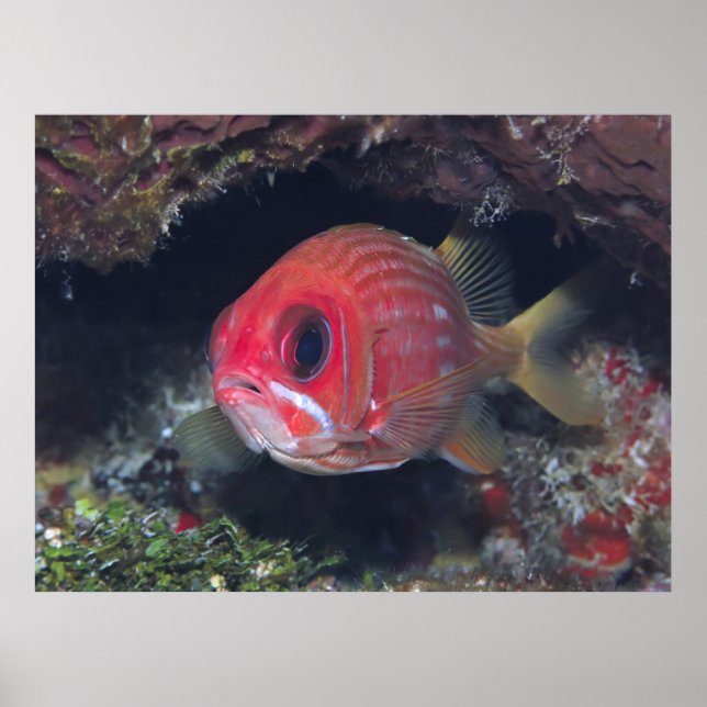 Tioarmad bläckfisk poster (Framsidan)