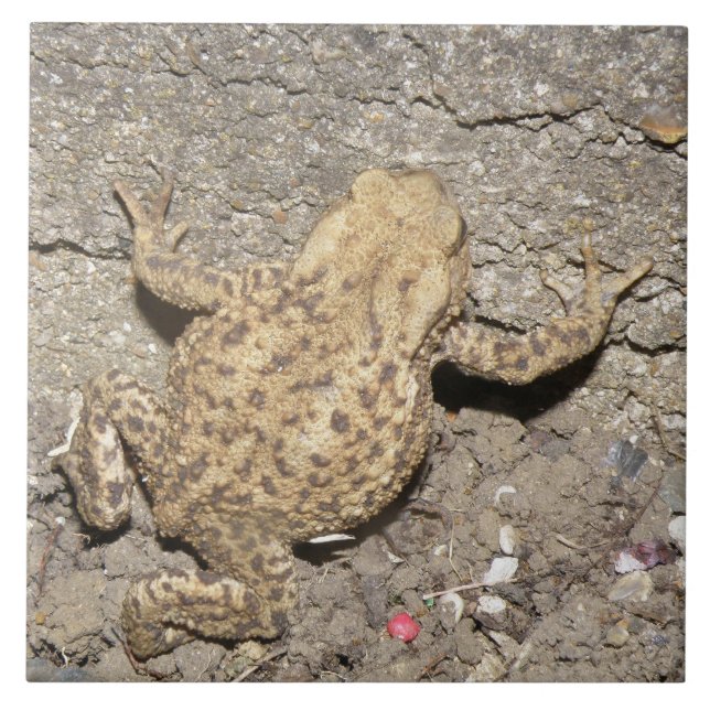 Tips för Cute Crawling Toad Tile Kakelplatta (Framsidan)