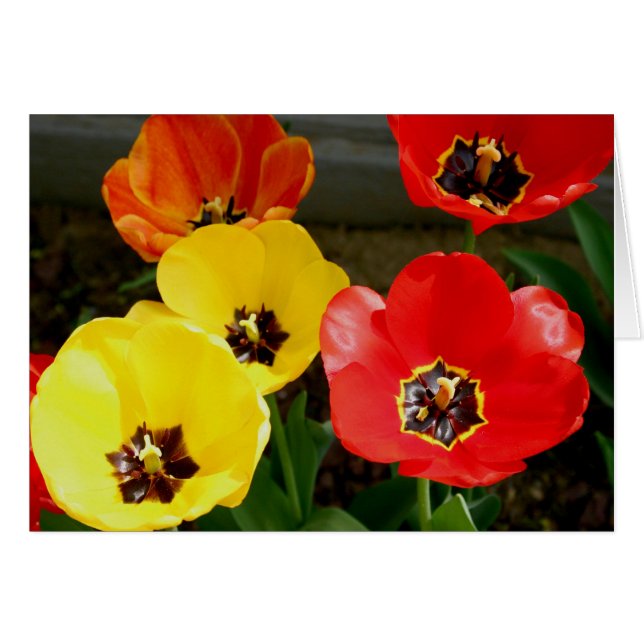 Tiptå genom.. hälsningskort (Framsidan Horizontal)