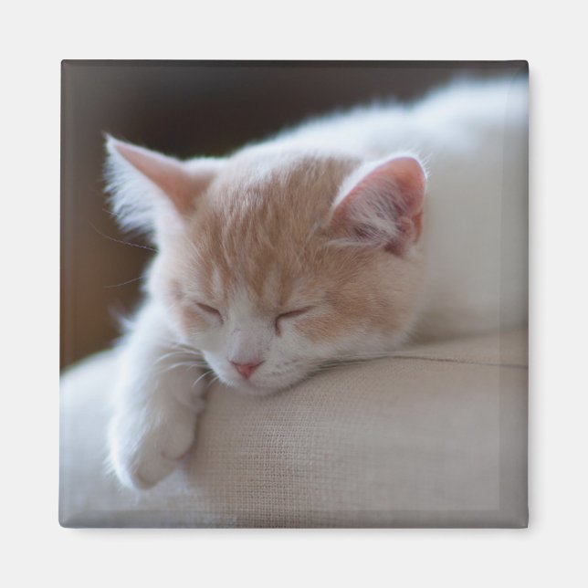 Tired Beige och White Kitten Magnet (Framsidan)