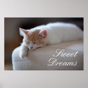 Tired Beige och White Kitten Poster