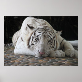 Tired Bengal White Tiger Ljugande på Golv Poster
