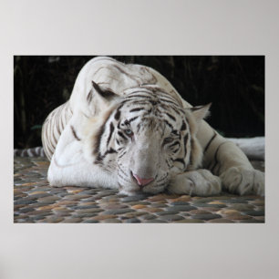 Tired Bengal White Tiger Ljugande på Golv Poster