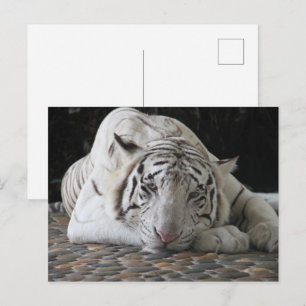 Tired Bengal White Tiger Ljugande på Golv Vykort