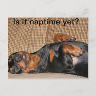 Tired Dachshund Vykort