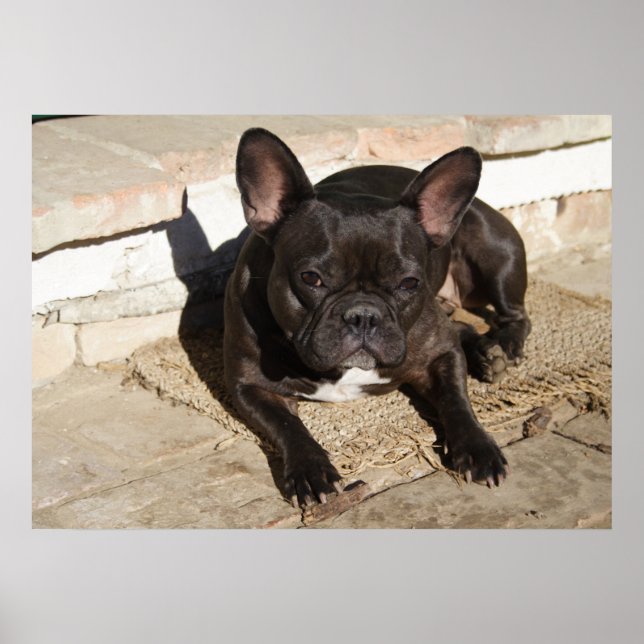 Tired Fransk Bulldog Poster (Framsidan)