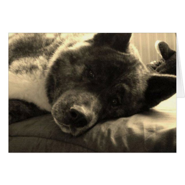 Tired Inca Hälsningskort (Framsidan Horizontal)