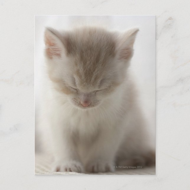 Tired Kitten Vykort (Framsida)