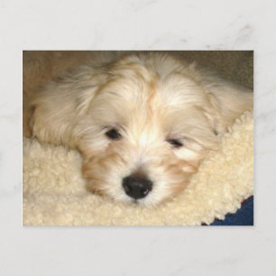 Tired Puppy Vykort