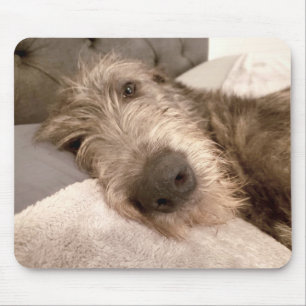 Tired Young Irish Wolfhound Musmatta