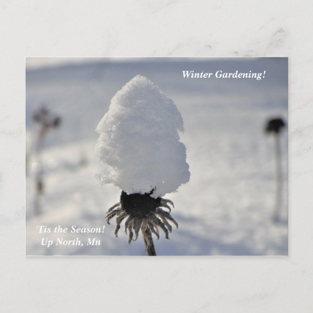 "Tis Season Winter Garden Up North Helgdag Vykort (Framsida)